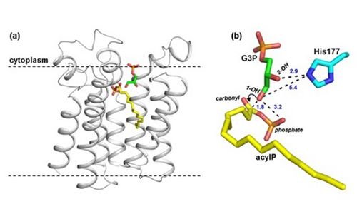 磷脂合成关键蛋白甘油3-磷酸脂酰转移酶的作用