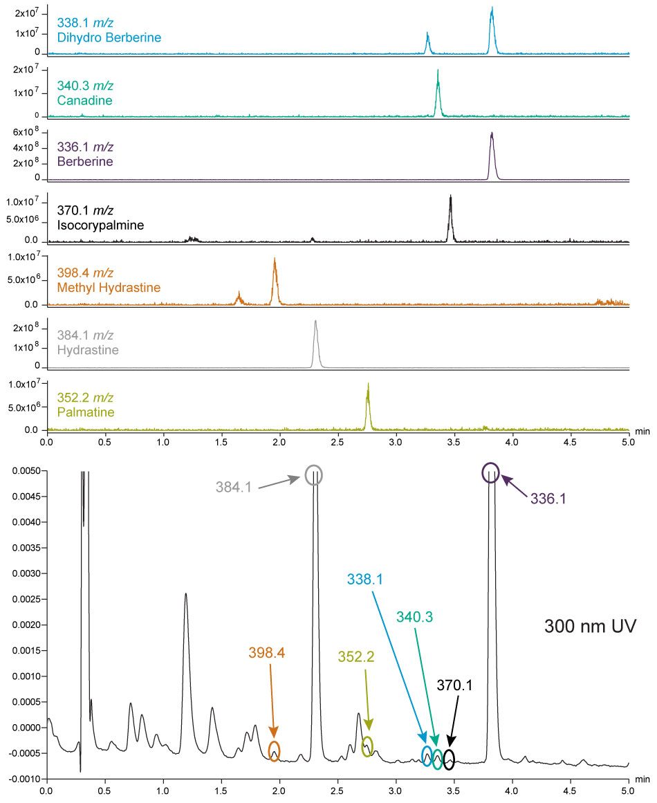 By adding mass detection with the ACQUITY QDa Detector to an existing Alliance HPLC System with UV detection, the peaks of interest in this Golden Seal sample can be easily identified by the m/z values.
