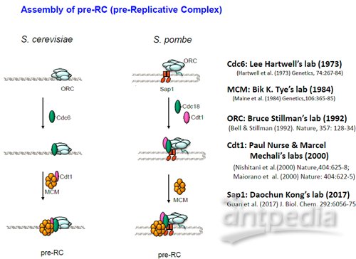 者发表JBC封面文章:真核细胞DNA复制起始新