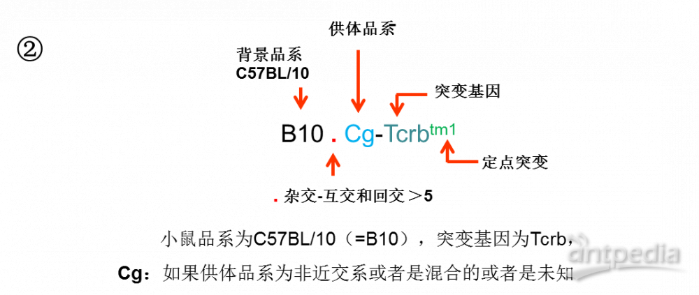 双子一般的小鼠C57BL/6和C57BL/10的区分（二）（2）