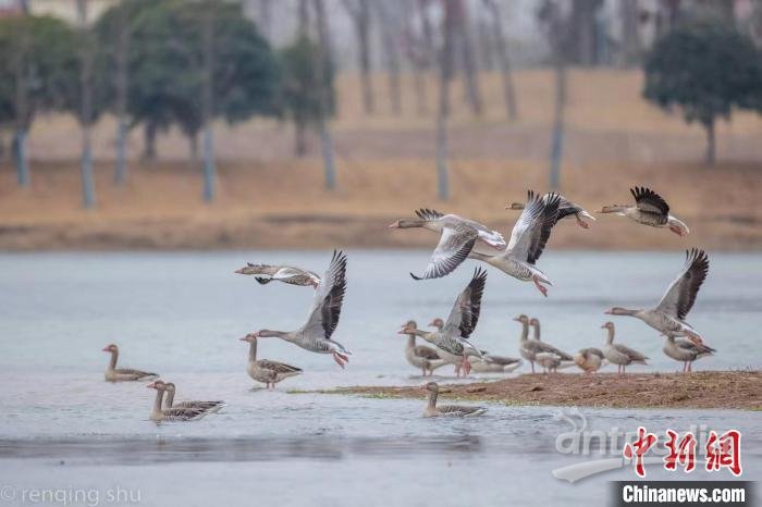 当阳季家湖湿地里成群的灰雁 舒仁庆 摄