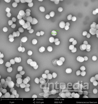 enterococcus-faecium-shown-with-electron-microscopy.png