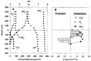 污水处理生物膜中O2、PH和H2S分布图.jpg