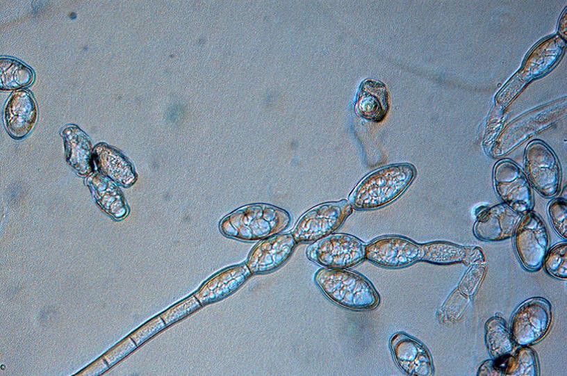 鼠尾草上白粉菌内分生孢子的形成放大倍率：40×